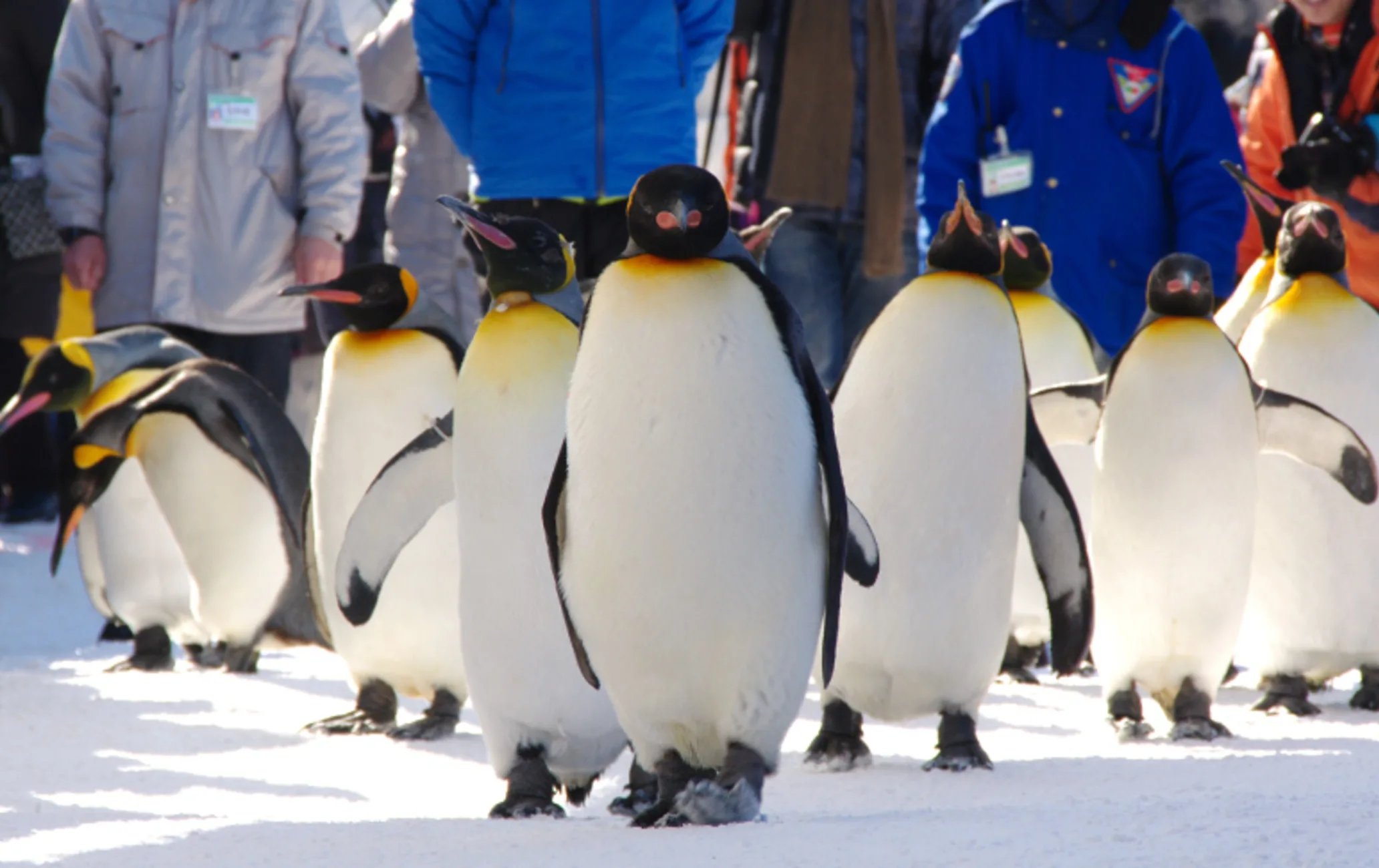 🐧 아사히야마 동물원 이미지 8